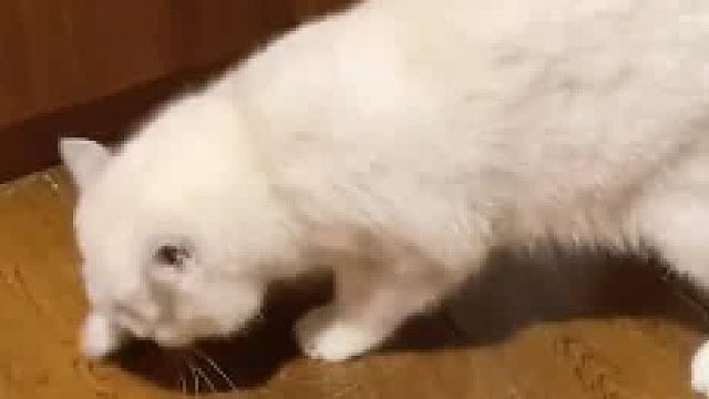 猫尿真的好臭啊，比狗狗的臭多了