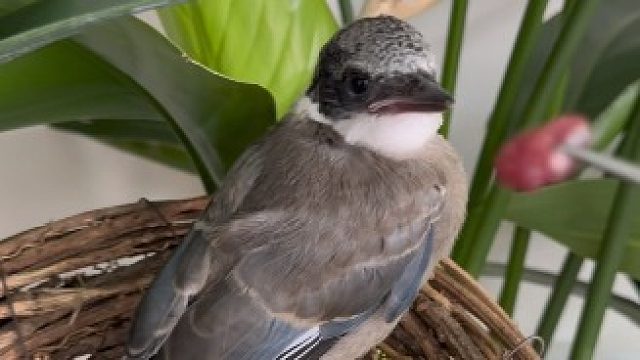 小鸟寻亲记！亲人团聚的那一刻我真的太感动啦！