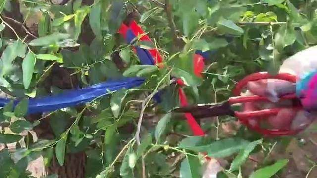 品味生活的点点滴滴，大事小事，生活可以平平淡淡，也可以亮丽多彩。#沾化冬枣#冬枣#枣