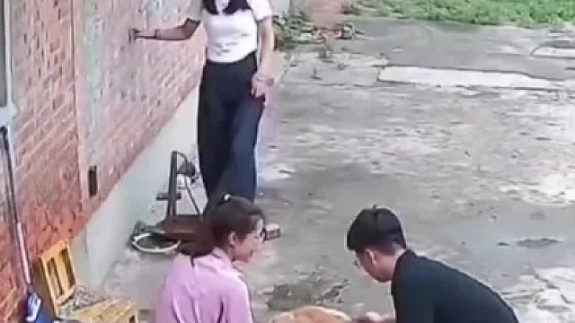 狗狗沉浸式享受梳毛，主人偷偷回家，当狗子突然闻到了熟悉的味道