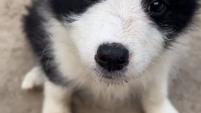 两个月小边牧找新家，疫苗驱虫已做，喜欢的联系