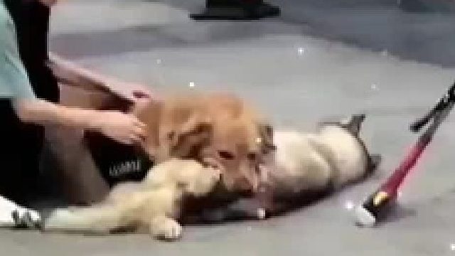 别在说自己家狗多乖了，嘴套嘴套嘴套