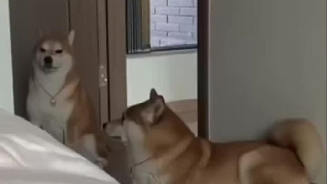 当狗子吞了蛤蟆之后