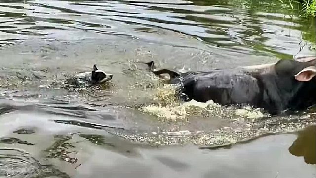 牛这脚很重的，养过牛的都知道牛的力量估计狗子有内伤