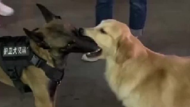 一个回去被主人打，一个回去被主任打