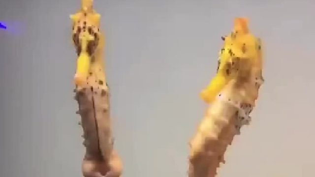 海马：我有点东西想放你兜里