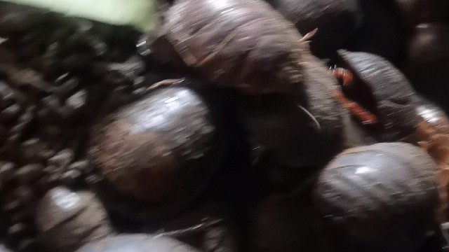 长春土鳖虫养殖欢迎您的到来