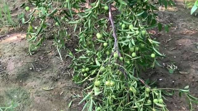 沾化冬枣成长成熟记录