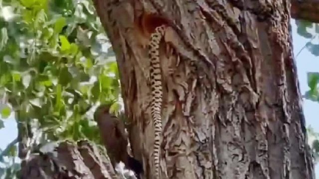 好勇敢的鸟妈妈，为了保护自己的孩子舍命与蛇拼搏