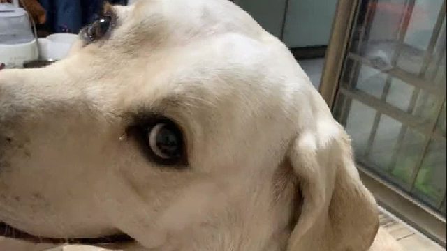 它应该不知道我在骂它吧