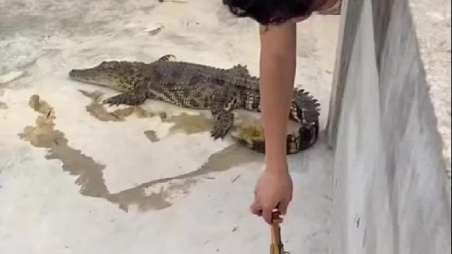 挖掘机玩具vs鳄鱼