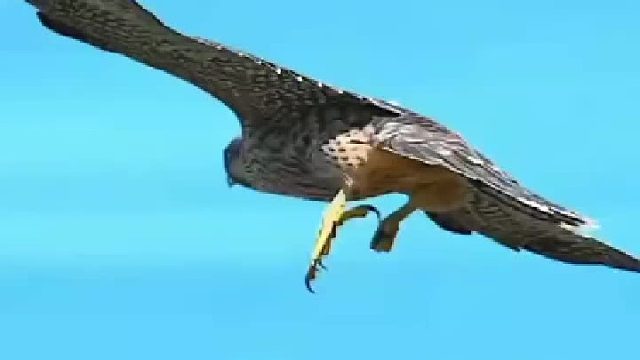 这是一只勤劳的老鹰。