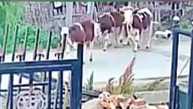 这头牛到底是看到啥了