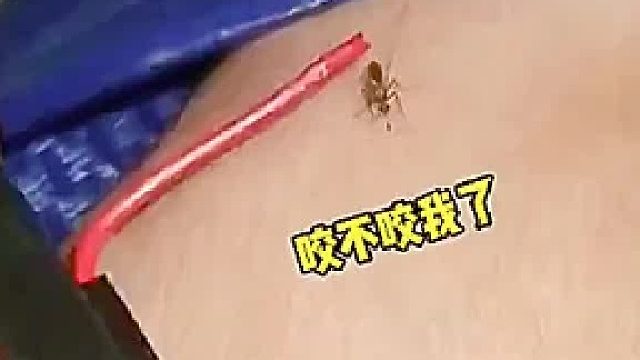 真正的高射炮打蚊子！