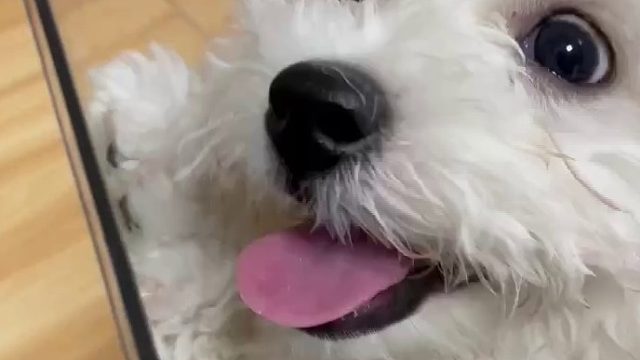 它真的好可爱啊#无暇不出#比熊#狗狗