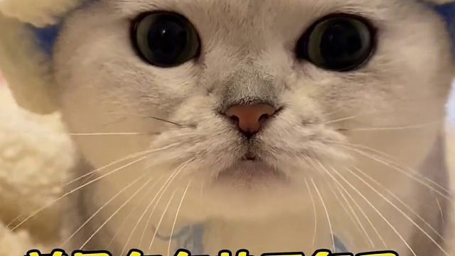 仙女的家是不可以有臭味的！