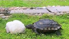 来自乌龟的啃腚