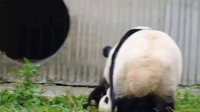 滚滚团子们的搞笑日常