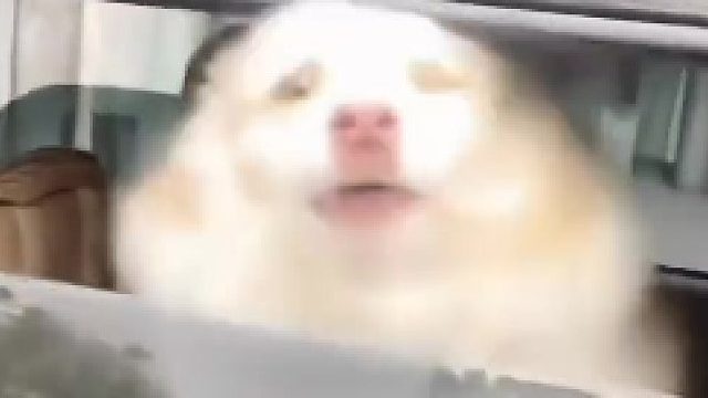 边牧“狗仗人势”，一开车门秒怂，狗子：吵架归吵架，能不能别开门
