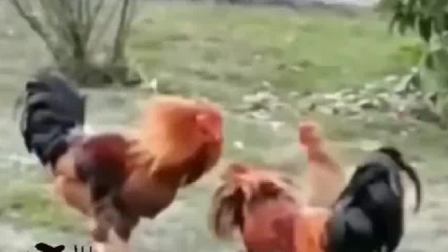 大战一触即发，母鸡过去分别耳语几句，竟然平息了战斗