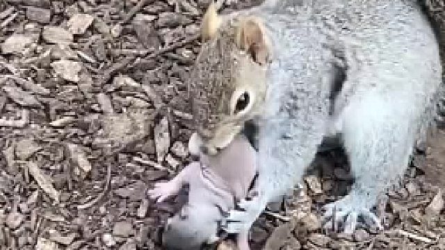 母爱守护，松鼠妈妈及时救下幼崽