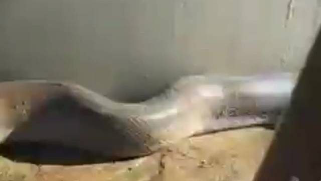 还是让我拍到了