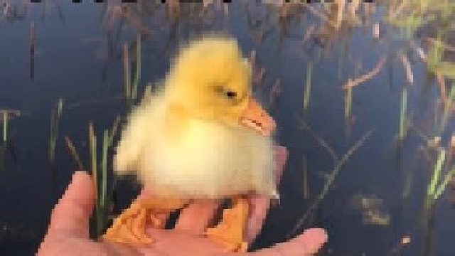 小鸭子还不会游泳
