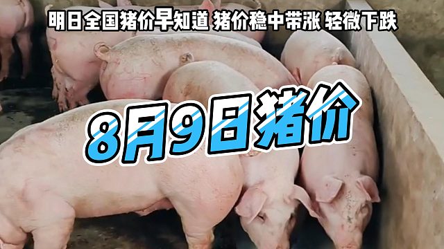 明日8月9日全国猪价早知道！明日猪价稳中带涨生猪价格轻微下跌#猪价行情#明日猪价#猪价#养猪