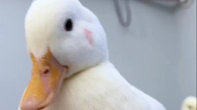 好好吃可能要当爸爸啦