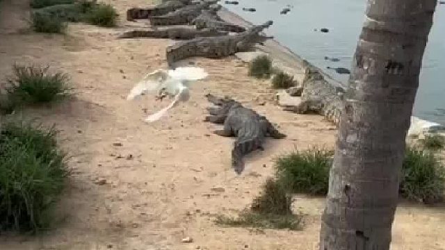 什么动物是鳄鱼的克星