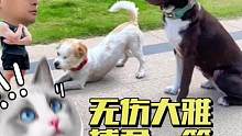 【重要提示】
關于橄欖球的視頻，明天再更
QB，我要跑個FLY！
純粹博君一樂，不要太在意！哈哈哈～