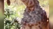 这是被牛椋鸟吸血后留下的肉瘤