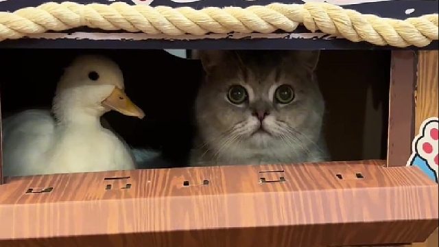 好养活：我看出来了，我有点多余