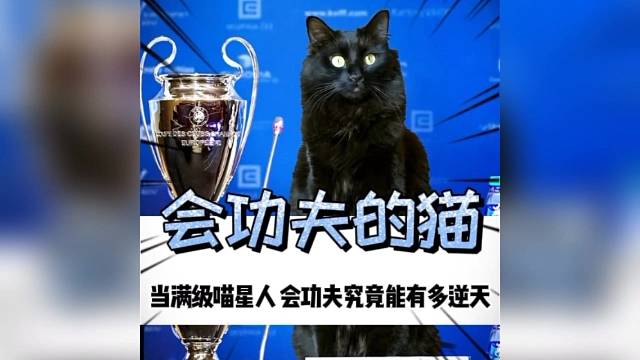 当满级喵星人会功夫究竟能有多逆天#猫咪#喵星人#功夫
