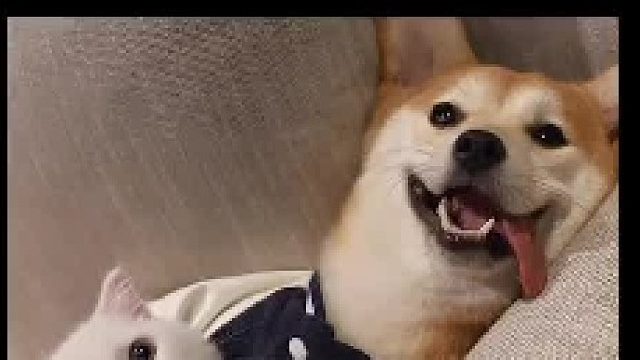 斯基绝育后狗狗在他心中的地位好像下降了