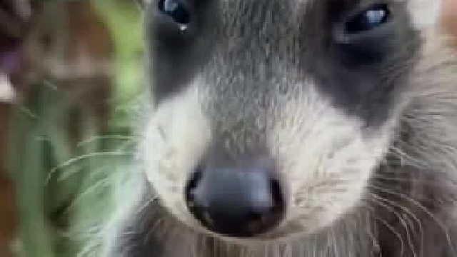 小姐姐在院子里发现只浣熊宝宝，男友被迫照顾逗的它怀疑“熊生”