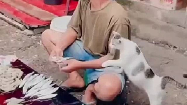 小猫咪向买鱼大爷撒娇，成功的要来了一大袋子鱼
