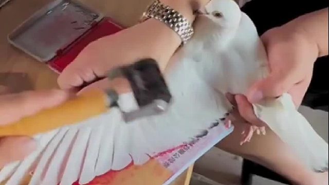 小心我把他门儿拔光了，啥都没有了。