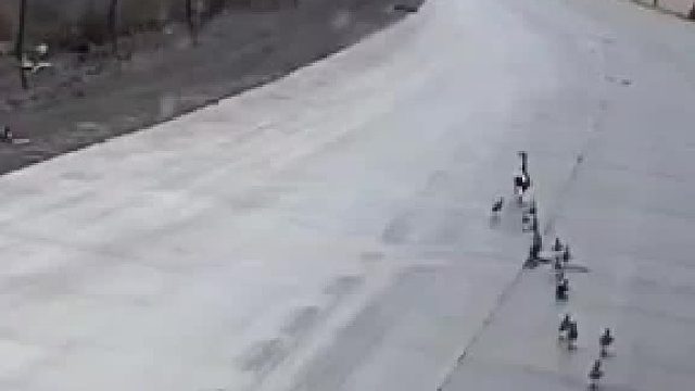 鸭子过马路