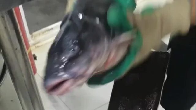 鱼倒是死了个痛快，挺好