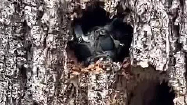 只看头确实挺像外星生物