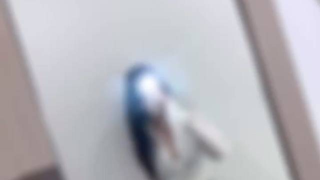 听说蝴蝶流的眼泪是白色的