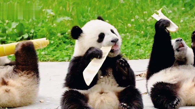 滚滚团子们的搞笑日常