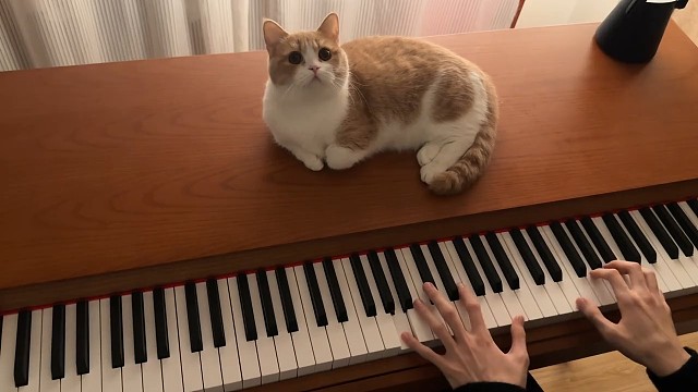 猫好看还是歌好听