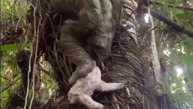 树懒妈妈：刚~~刚~~好~~险~~啊~~~