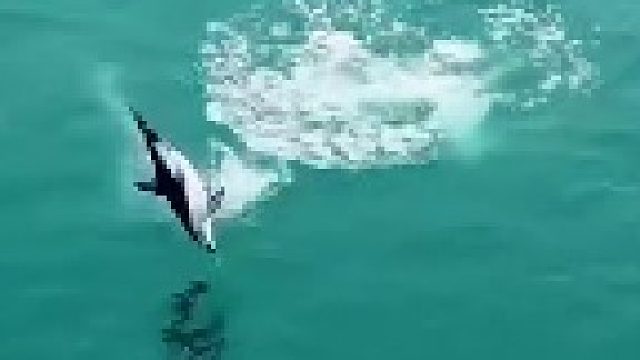 鲸界社牛，没见过这么跳的