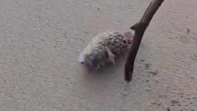 情侣在海边发现一只刺豚，由于样子很凶很丑不敢拿，用小木棍帮它滚回大海