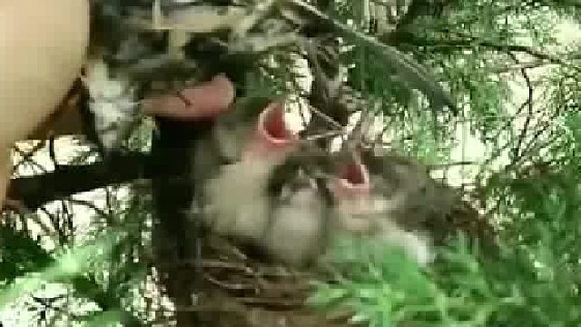 暴雨过后，男子上山发现一只鸟妈妈用弱小身躯表达了“母爱如山”母爱不分种类的道理