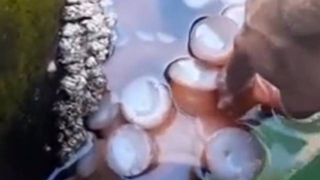 把八爪鱼都整害羞了