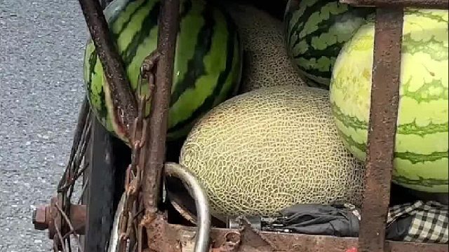 这个西瓜一定很甜！网友：“滚瓜烂熟”嘛